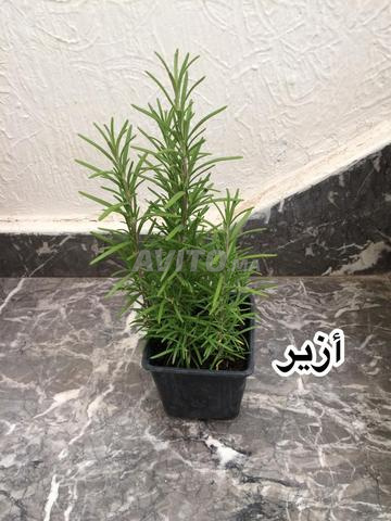 نباتات عطرية طبية طبيعية - 2