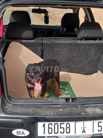 Chiot Rottweiler