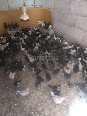 ملابس وأطفال - 2