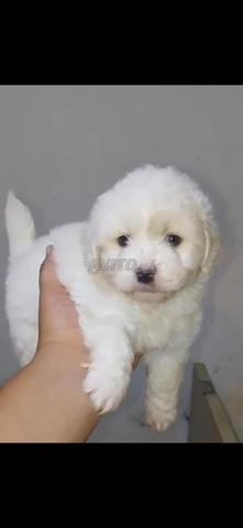 Bichon Maltais