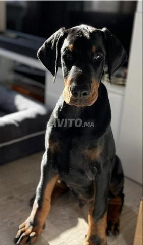 Doberman 3 mois - 2
