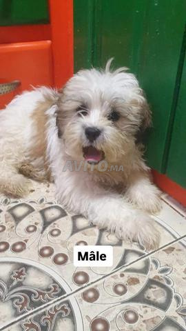 🐶 Craquez pour nos adorables chiots Shih Tzu ❤️ - 2