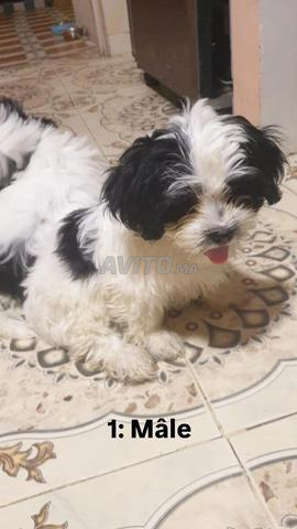 🐶 سارعوا لتبني كلاب شيواوا الصغيرة الرائعة ❤️
