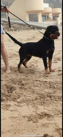 Super Rottweiler - 2