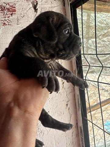 Mâle cane corso