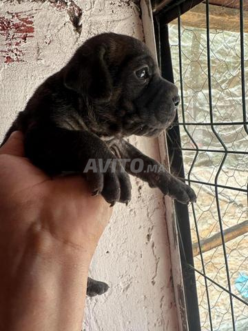 Mâle cane corso - 2
