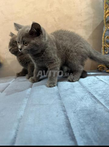 British Shorthair - 2