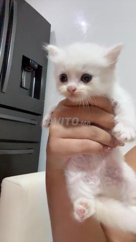 🐾 قطط بيضاء للبيع 🐾❤️ - 2