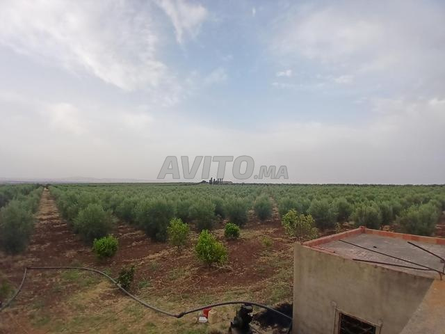 مزرعة جاهزة للبيع - 2