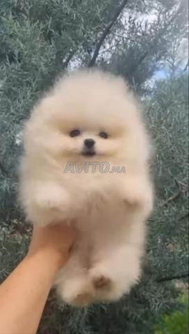 Spitz Pomeranian - 2