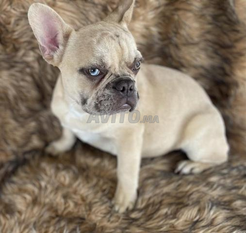 Bouledogue français
