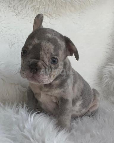 Bouledogue français