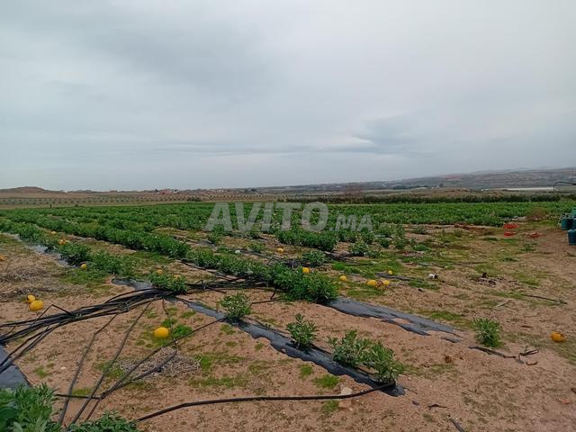 Terrain Agricole A vendre - 2