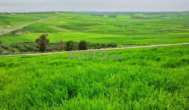 Offre agricole à vendre Oued El Malh Mohammedia 8 hectares