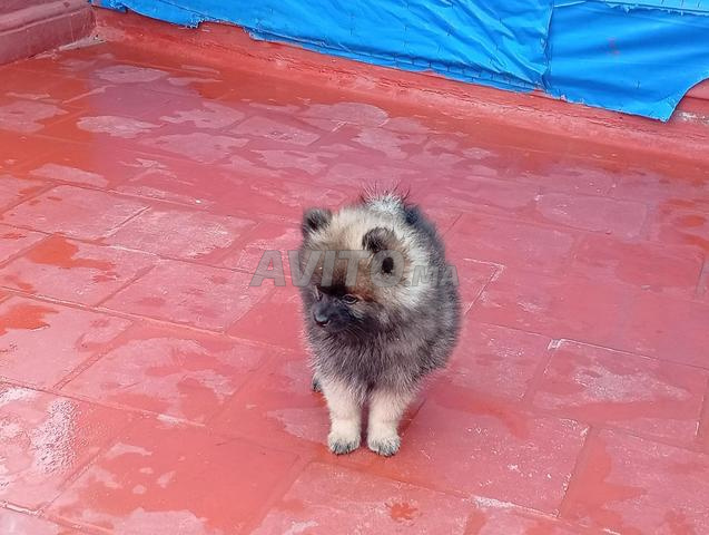 Chiot Spitz - 2