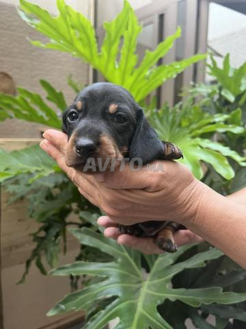 Teckels nains pure race - 2