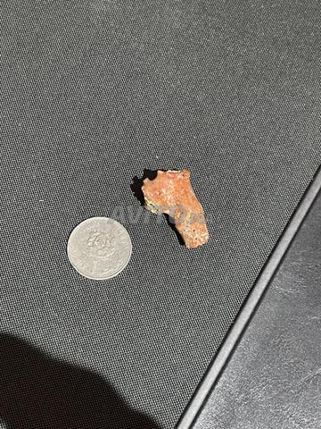 Pièce de corail fossilisé
