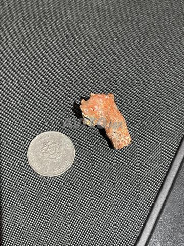 Pièce de corail fossilisé - 2