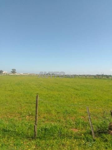 Hectare à Rabâa, Sidi Yahya Zaer, Témara