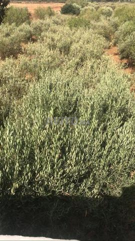 عين الشكاك قريعة - 2