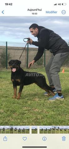 Chiots rottweiler pedigree lignée champion