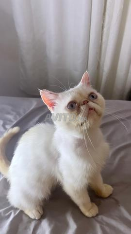 Chat persan - 2