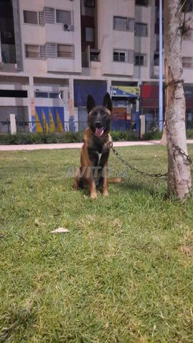 Malinois mâle masque noir - 2
