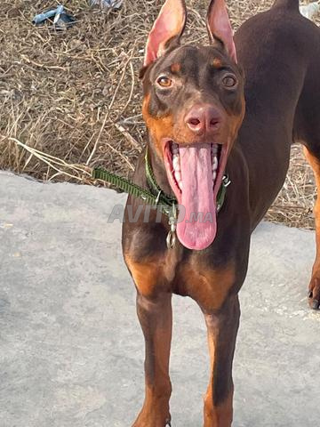 Femelle Dobermann à vendre - Raison de voyage - 2