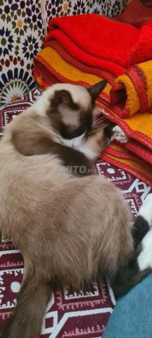 قطة منزلية فاخرة - 2