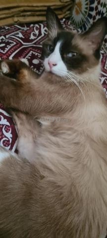 Petit chat - 2