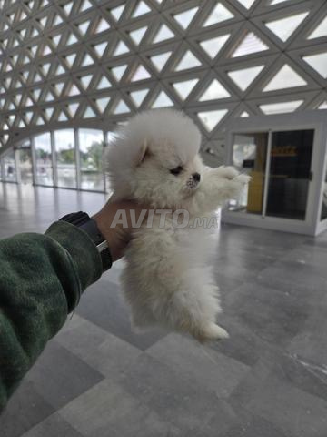 Spitz Pomeranian - 2