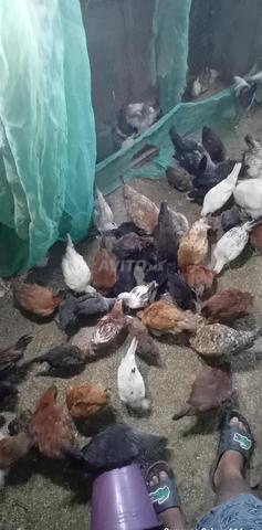 دواجن للبيع ذكور وإناث عمرهما ثلاثة أشهر - 2
