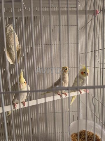 Oiseaux calopsittes avec grande cage - 2