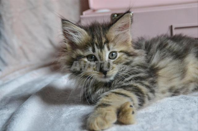 Bébé chaton Ragdoll âgé de 45 jours - 2