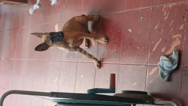 Chien police malinois - 2