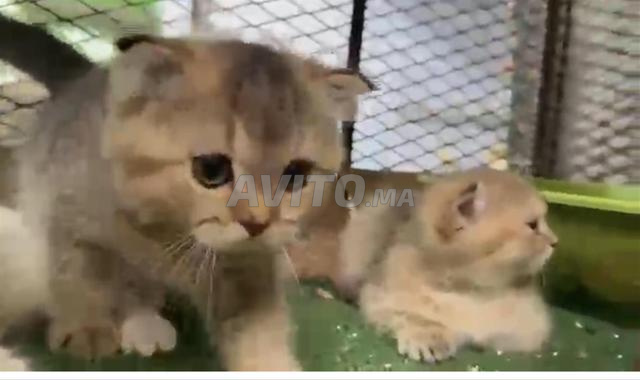 Scottish Fold