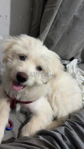 Chien Bichon - 2