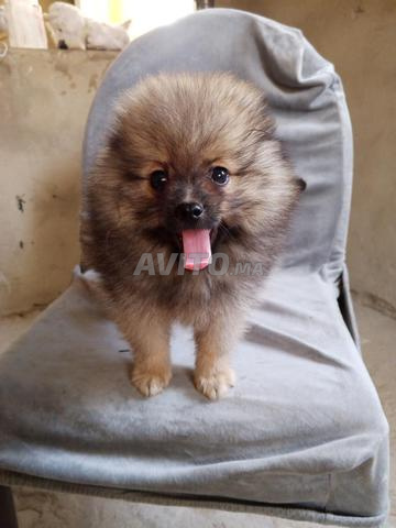Spitz vente urgente - 2