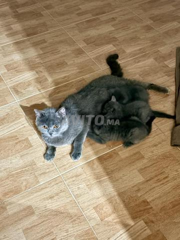 Chatons Scottish Shorthair Blue pur race