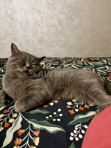 Chatons Scottish Shorthair Blue pur race - 2