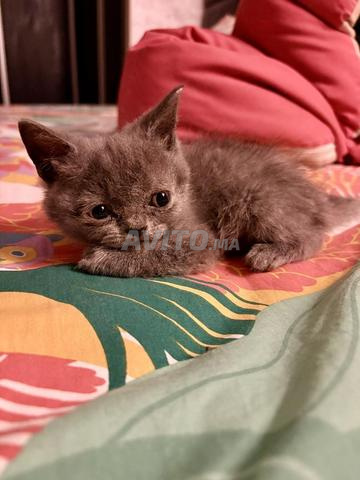 Chatons Scottish Shorthair Blue pur race - 2