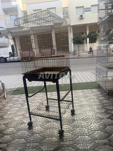 قفص ذهبي مع حامل للببغاوات - 2