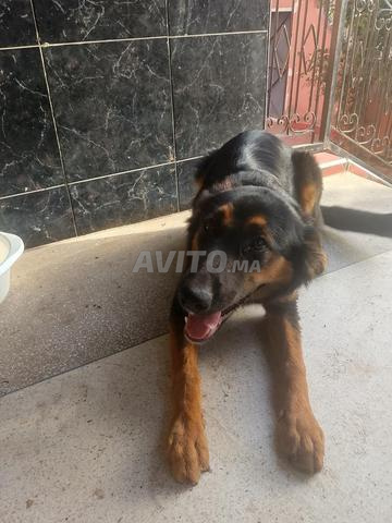 Chiot 8 mois Berger Allemand mère père rottweiler