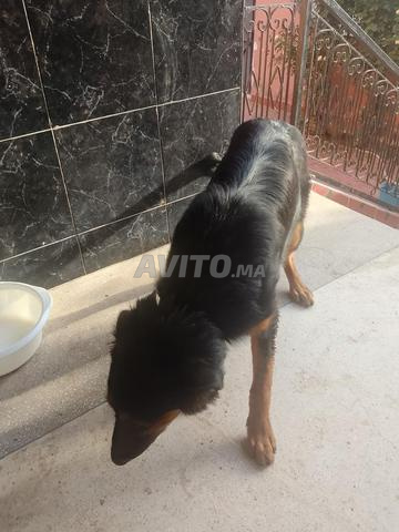 Chiot 8 mois Berger Allemand mère père rottweiler - 2