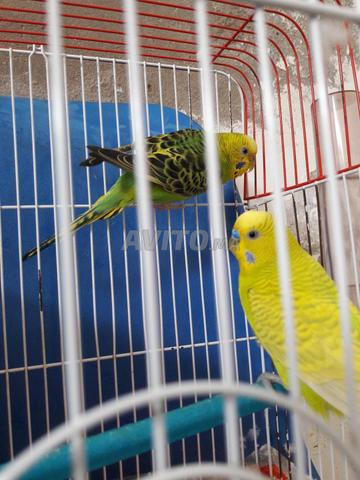 زوج ببغاوات (بيروش) مع قفص وبيت للتكاثر - 2