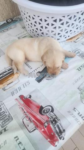 Golden Retriever - 2