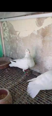 حمام الخينيسي الأبيض الملكي - 2