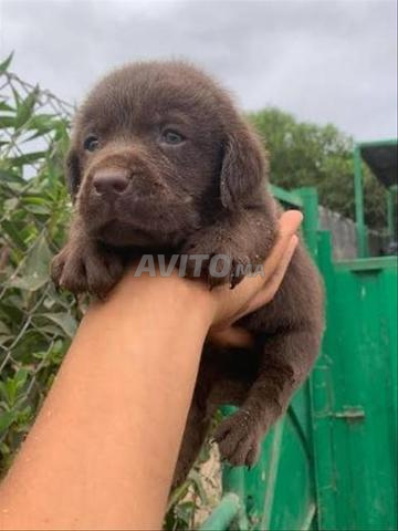 Bébé chien Labrador chocolat vermifugé âgé de 2 mois - 2