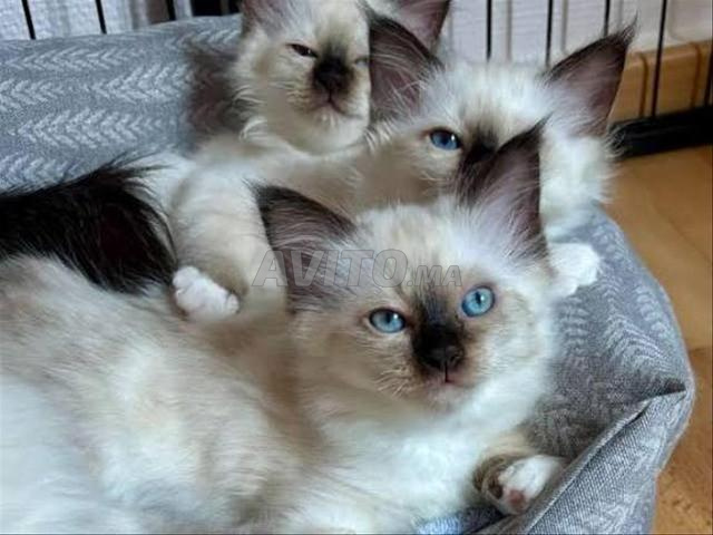 Bébé chat Simoy Poilong