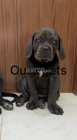 Chiots Cane Corso hyper type - 2
